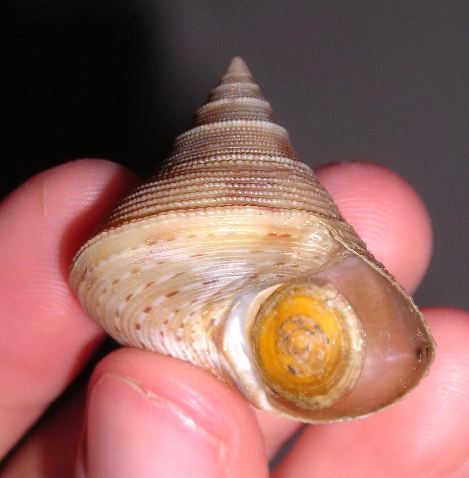 Calliostoma granulatum?